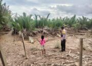 “Lalai” Seorang Anak Berusia 10 Tahun Raib Di Terkam Predator Air Tawar.