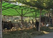 Lakukan Pemeriksaan Secara Berkala, Dinas Pertanian Dan Peternakan Pastikan Hewan kurban Yang Masuk Berau Aman Dari Penyakit