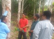 Petani Karet Long Beliu Keluhkan Serangan Gugur Daun, Disbun Berau Berikan Solusi Teknis
