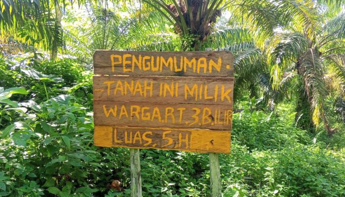 Belum Rampung Sengketa Lahan, Kebun Sawit Milik Yayasan Al-Itisham Dijarah