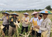 PT HSB Panen Perdana Jagung di Segah, Dukung Program Nasional 1 Juta Hektare