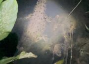 Buaya Muncul di Pemukiman, Warga Eksekusi Sendiri Tanpa Petugas Mendampingi