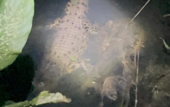 Buaya Muncul di Pemukiman, Warga Eksekusi Sendiri Tanpa Petugas Mendampingi