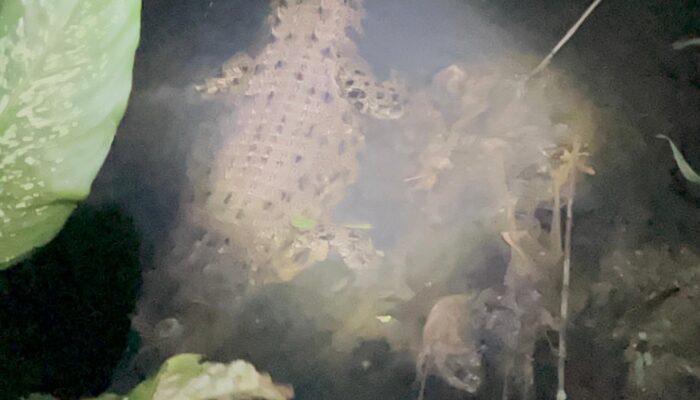 Buaya Muncul di Pemukiman, Warga Eksekusi Sendiri Tanpa Petugas Mendampingi