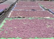 Terasi Sangrai Kampung Karangan Jadi Produk Unggulan dan Penggerak Ekonomi Lokal