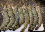 DPRD Berau Dorong Pengembangan Tambak Udang Windu untuk Dongkrak PAD