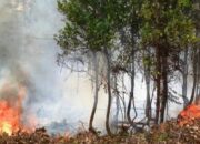 Empat Kecamatan di Berau Masuk Zona Merah Karhutla, Kasus Kebakaran Meningkat