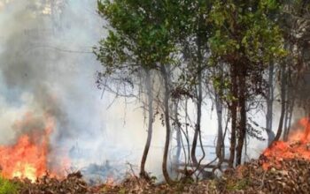 Empat Kecamatan di Berau Masuk Zona Merah Karhutla, Kasus Kebakaran Meningkat