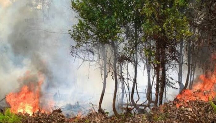Empat Kecamatan di Berau Masuk Zona Merah Karhutla, Kasus Kebakaran Meningkat