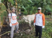 PKS Berau Salurkan Hewan Kurban, Targetkan Distribusi Daging Lebih Luas