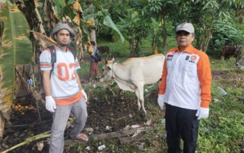 PKS Berau Salurkan Hewan Kurban, Targetkan Distribusi Daging Lebih Luas