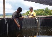 Panen Tambak SECURE di Berau Tunjukkan Keberhasilan Budi Daya Berbasis Ekosistem