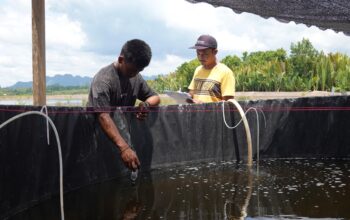 Panen Tambak SECURE di Berau Tunjukkan Keberhasilan Budi Daya Berbasis Ekosistem