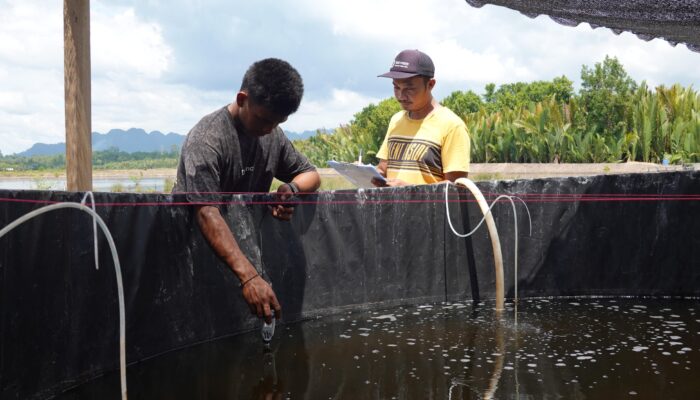 Panen Tambak SECURE di Berau Tunjukkan Keberhasilan Budi Daya Berbasis Ekosistem