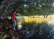 Nelayan Maratua Tewas Diterkam Buaya Saat Mencari Kerang di Danau Kuku